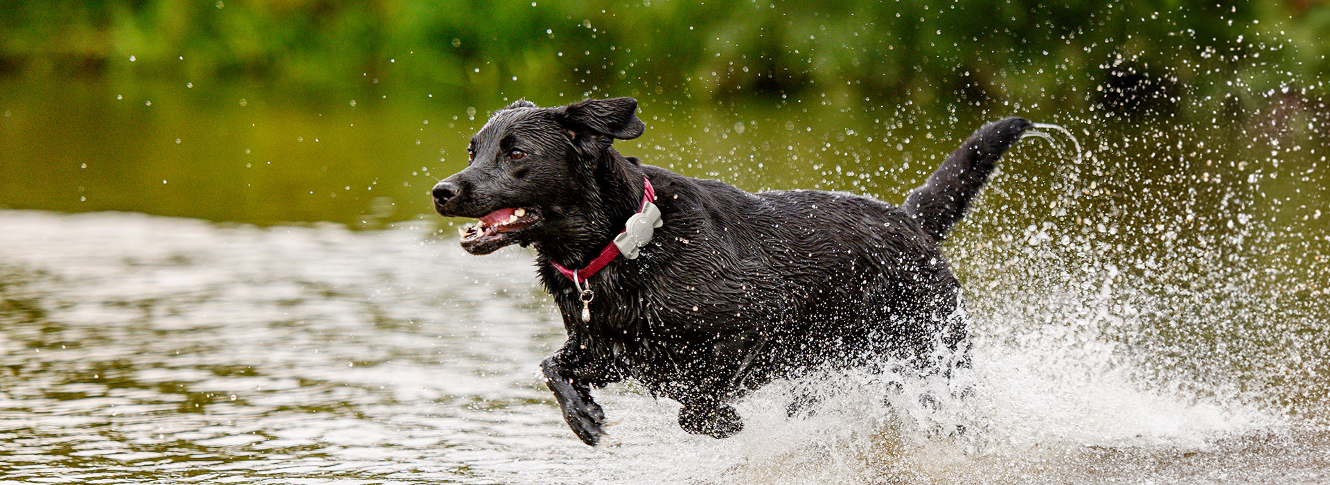 Use AirTags to Prevent Your Pets Getting Lost