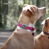 Pet Collar W5 Case [2 Colors]